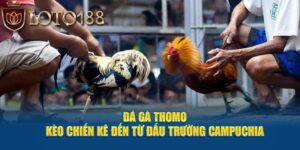 trực tiếp đá gà thomo