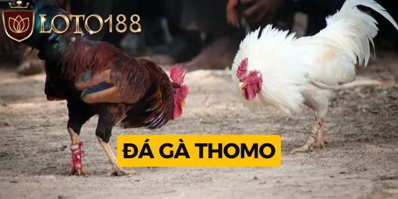 Đá gà thomo hôm nay là gì