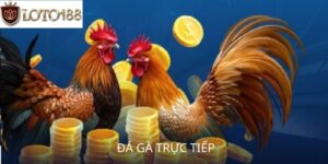 đá gà trực tiếp